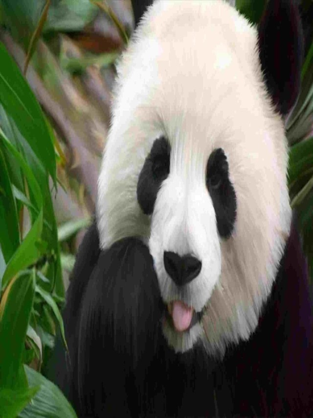 Panda Funny Videos