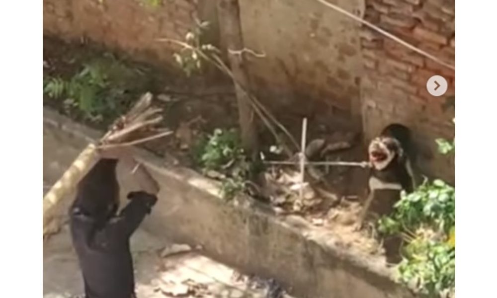 Chennai: Drunk man brutally beats stray dog to death