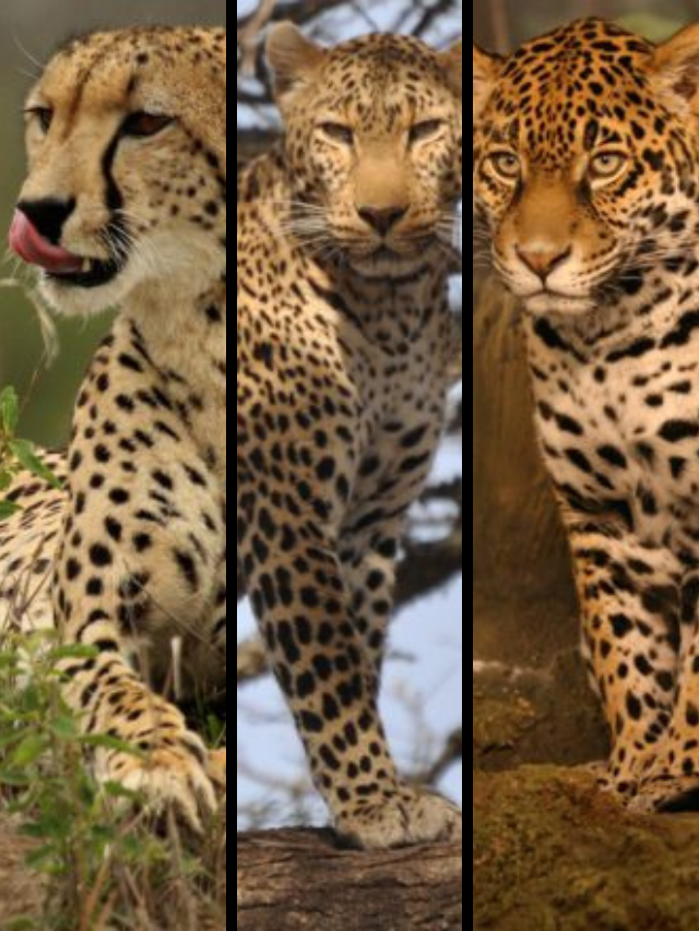 Difference between Cheetahs, Leopards and Jaguars - APN News