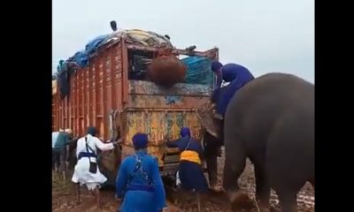 madhya pradesh elephant