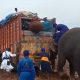 madhya pradesh elephant