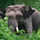 Wild elephant Kerala