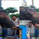 Elephant eating Paani Puri