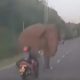 Wild elephant on highway