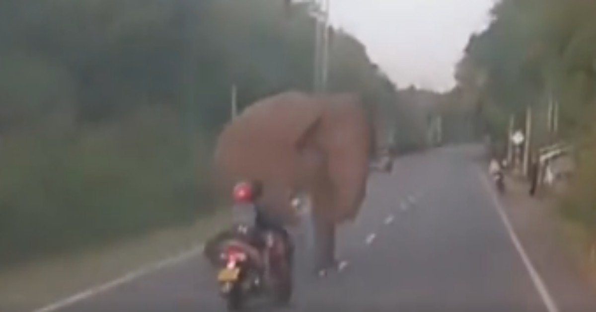 Wild elephant on highway