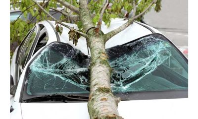 Madhya Pradesh: Tree falls on passing car, bike in Gwalior's Phoolbagh road, four injured