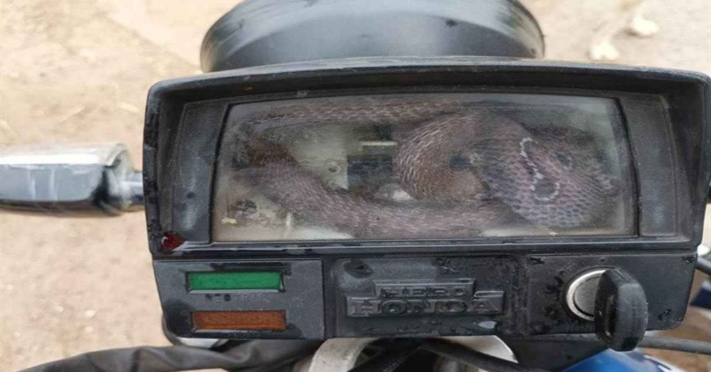 Snake gets stuck in motorcycle’s speedometer