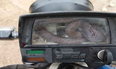 Snake gets stuck in motorcycle’s speedometer