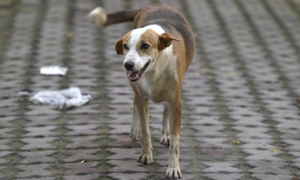 Uttar Pradesh: 7-month-old child mauled to death by stray dogs in Noida's Lotus Boulevard Society