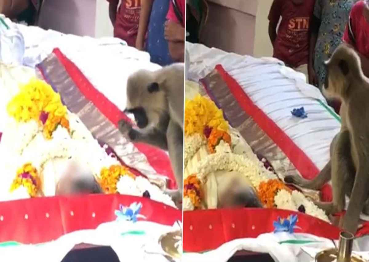 sri lanka  langur reaches man’s funeral  tries to wake him up  internet cries   watch