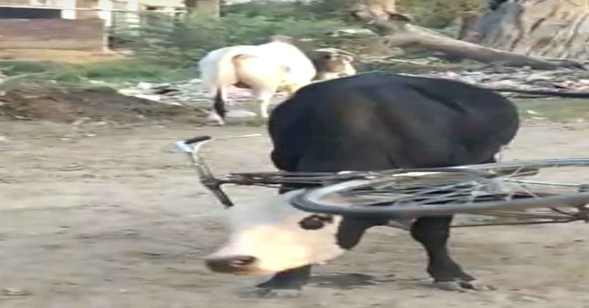 bull stuck in cycle