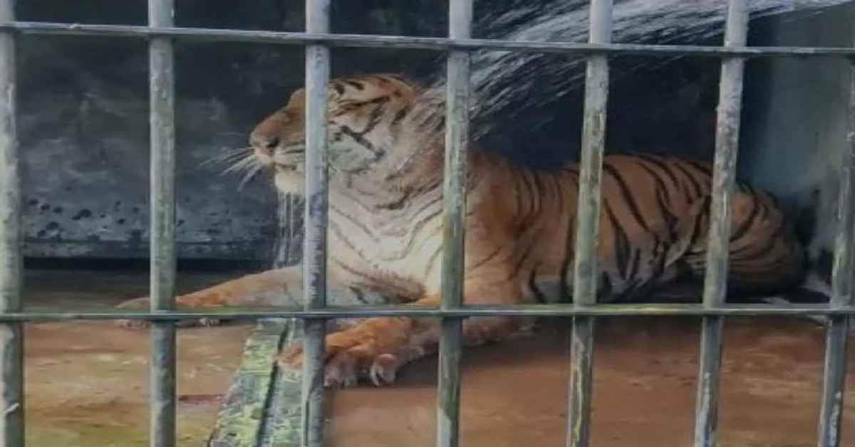 tiger captured