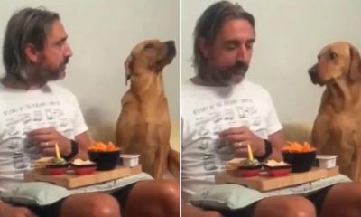 Viral: Dog's disinterest in owner's food will make you go ROFL | WATCH