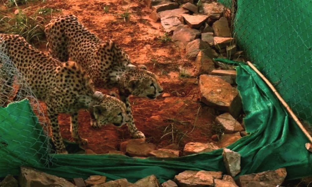 Two male cheetahs make their first kill in Kuno after 80 days of quarantine