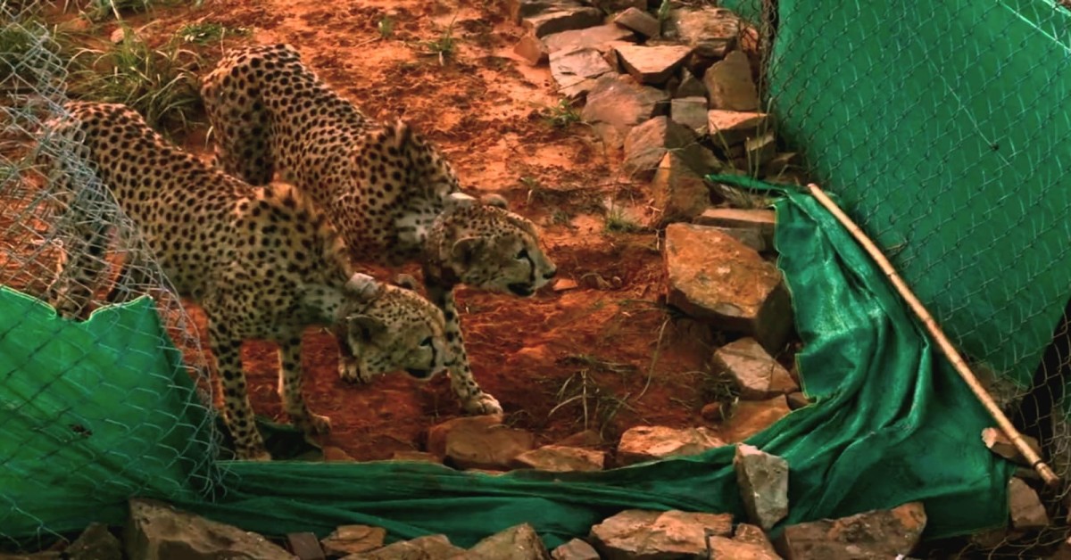 Two male cheetahs make their first kill in Kuno after 80 days of quarantine