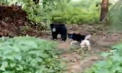 Dog charges at bear
