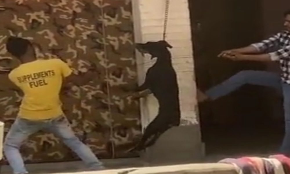 Ghaziabad: 2 youth hang dog to chain, torture it to death | WATCH
