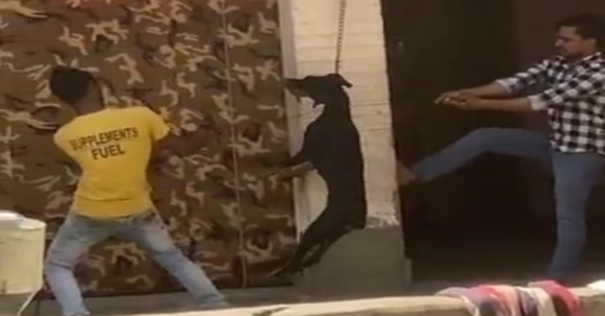 Ghaziabad: 2 youth hang dog to chain, torture it to death | WATCH