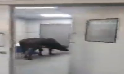 A cow enters government hospital's ICU ward