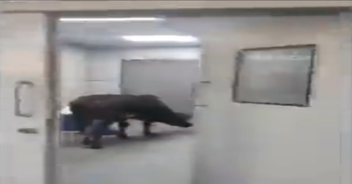 A cow enters government hospital's ICU ward