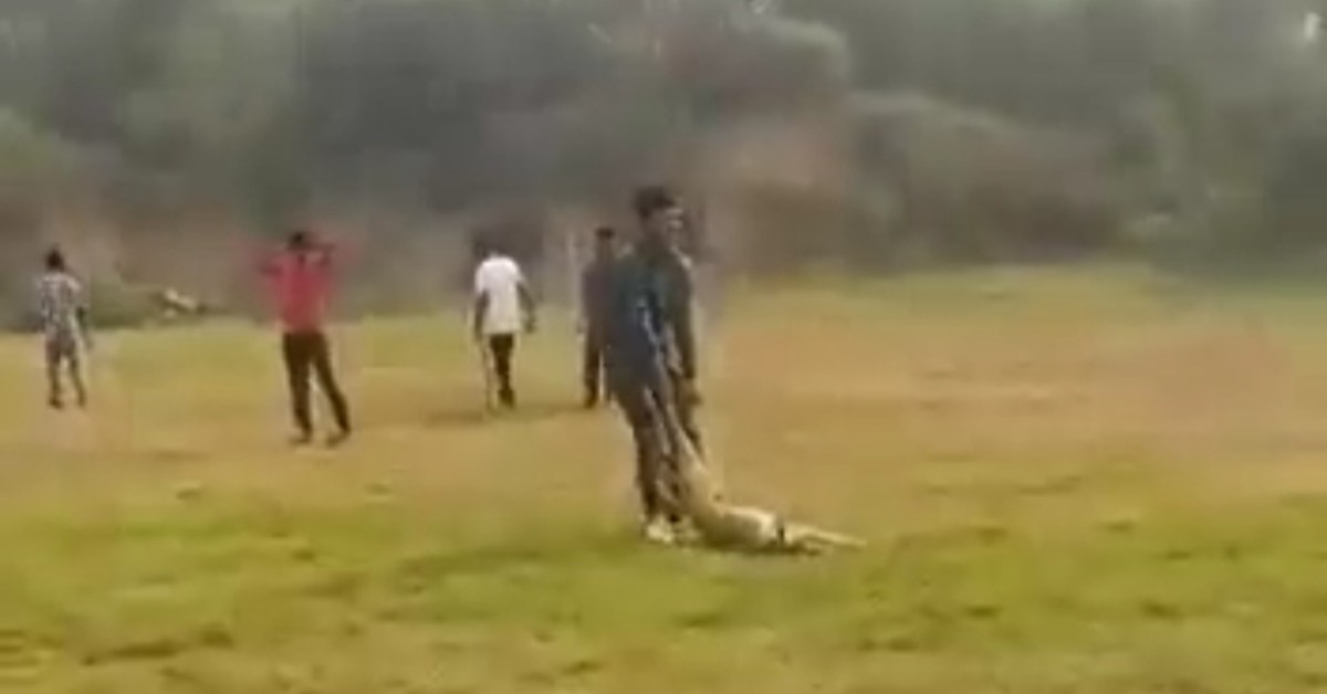 Delhi: 4 college students arrested for beating pregnant dog after video went viral | WATCH