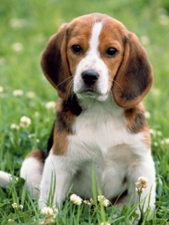 Kid-Friendly Dog Breeds in India