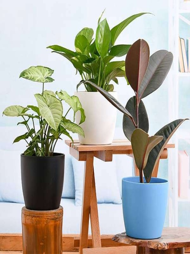 Make your room aesthetic with these low-maintenance plants