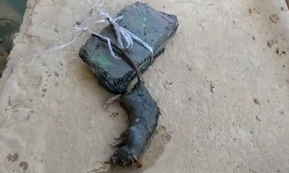 Unusual incident: Man kills rat by drowning, Bareilly Police to conduct post-mortem of rodent