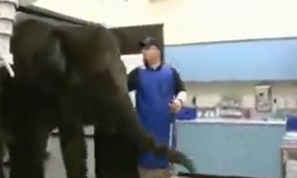 Obedient elephant gets an X-Ray, Video viral | Watch