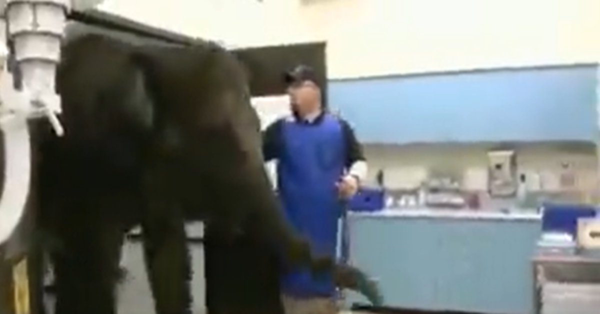 Obedient elephant gets an X-Ray, Video viral | Watch