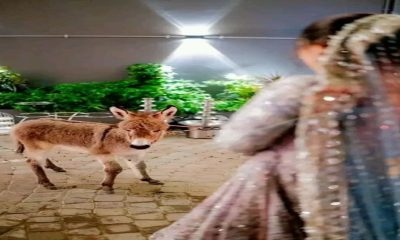 Pakistani YouTuber gifts baby donkey to his bride in wedding | WATCH