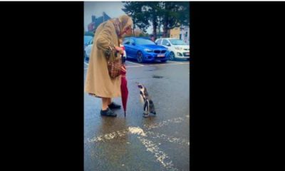 woman chats with a curious penguin