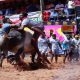 Tamil Nadu: Training begins for bulls ahead Pongal for Jallikattu