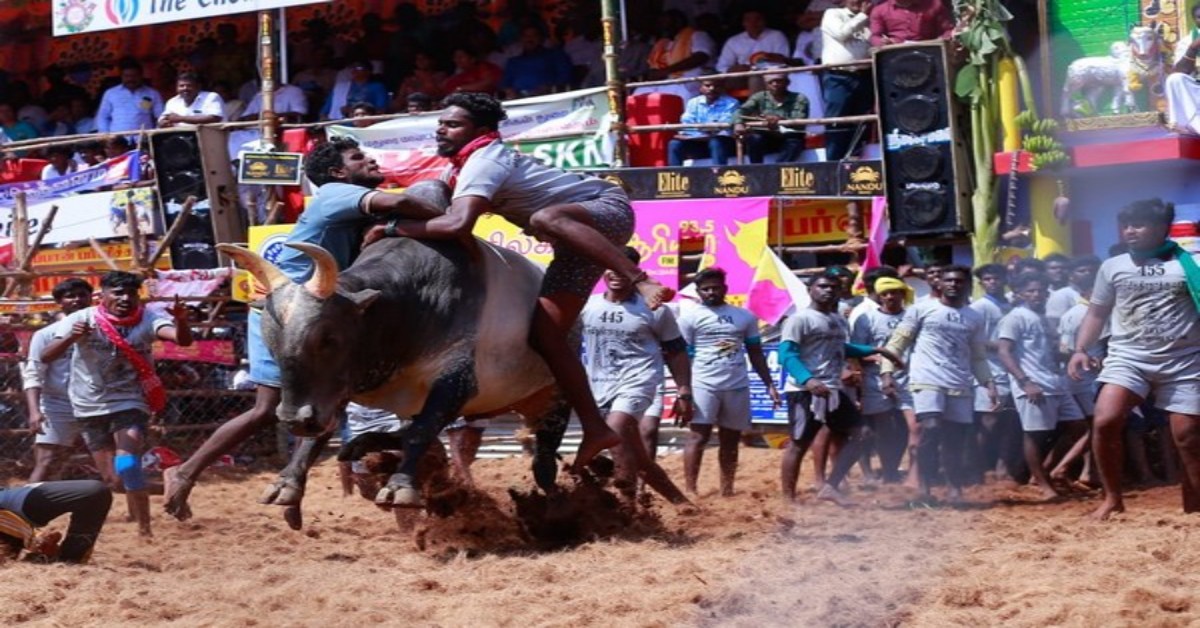 Tamil Nadu: Training begins for bulls ahead Pongal for Jallikattu