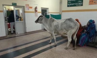 cow roaming inside Banda hospital