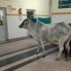 cow roaming inside Banda hospital