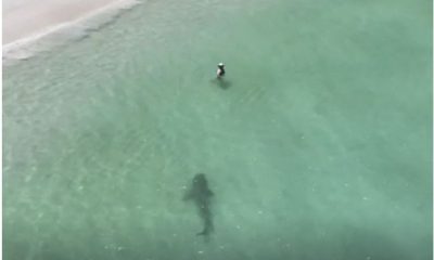 shark paproaching swimmer,