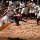 Jallikattu: 22 bull tamers injured on day-1 of this bullfighting festival