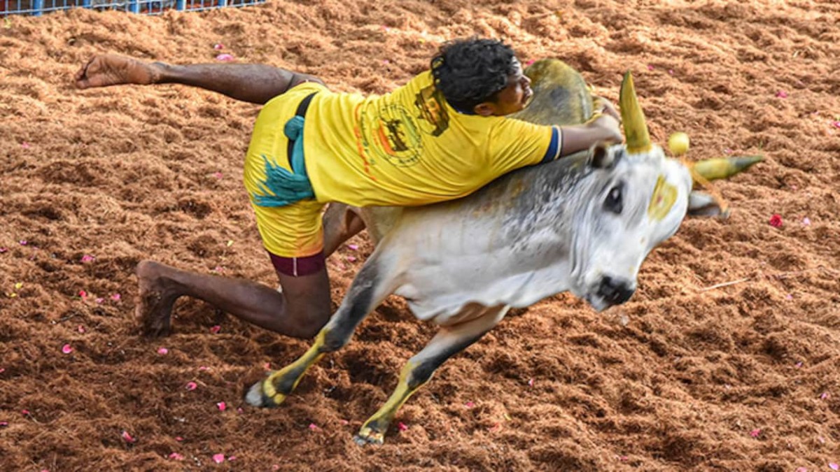 Tamil Nadu jallikattu Festival
