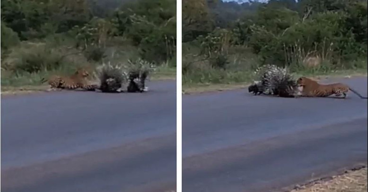 Viral: Porcupine parents provide Z class security to save their baby from leopard attack | WATCH