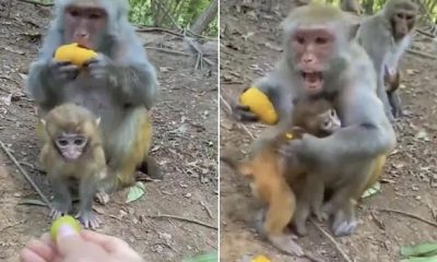The monkey video has gone viral on social media