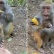 The monkey video has gone viral on social media