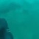 man encountering shark in ocean