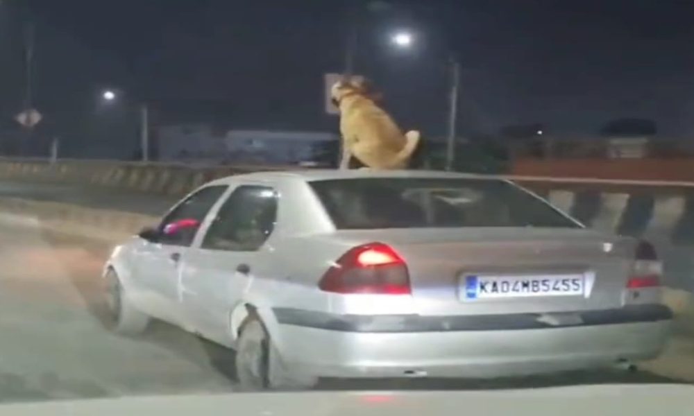 Viral: Dog travels atop car roof in Bengaluru, social media users demand action against driver | WATCH