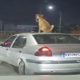 Viral: Dog travels atop car roof in Bengaluru, social media users demand action against driver | WATCH