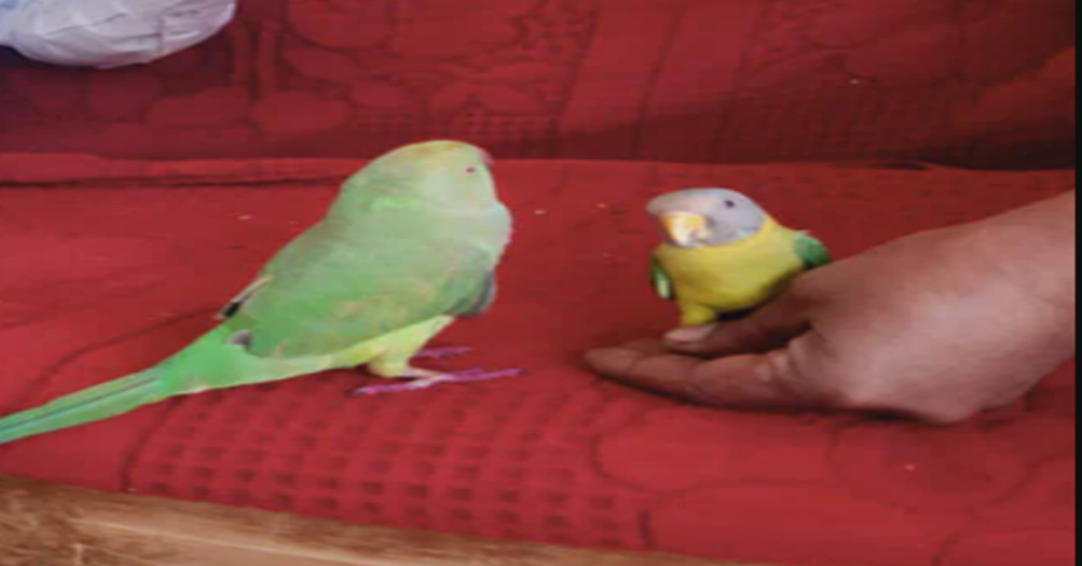 parrots marriage ceremony