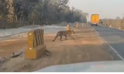 tiger crossing the busy road