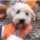 Turkey earthquake: dog trapped inside rubble