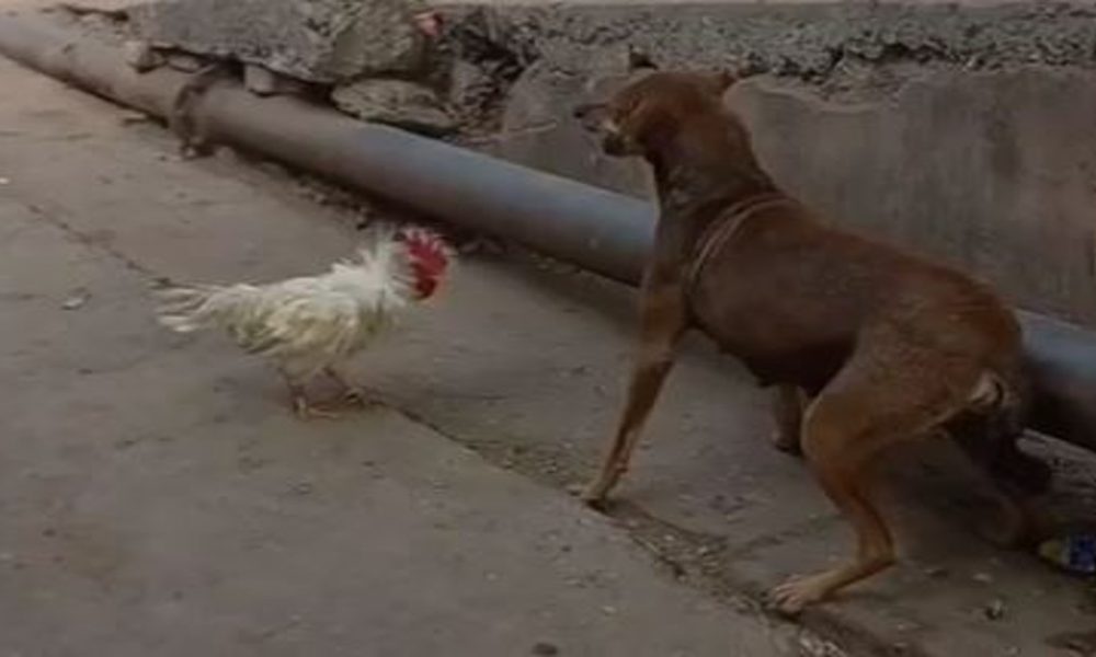 Chicken's triumph over stray dog amuses internet users, video viral | Watch