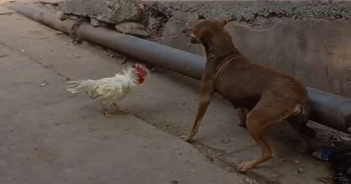 Chicken's triumph over stray dog amuses internet users, video viral | Watch